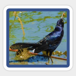 Gobbling grackle Sticker